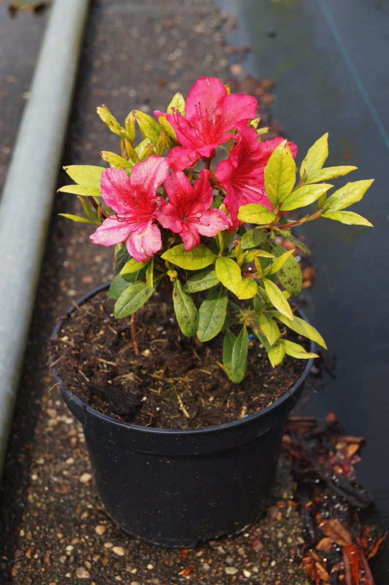 Japanische Azalee 'Georg Arends' • Rhododendron obtusum 'Georg Arends' Ansicht 2
