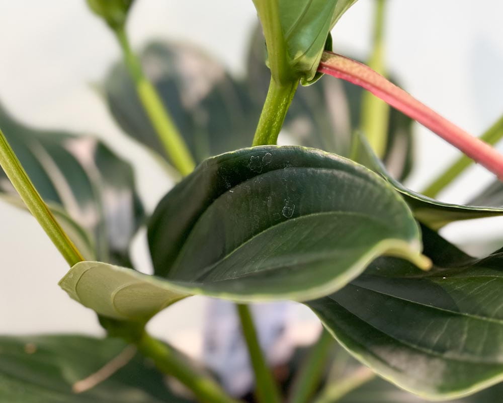 Medinille 'Candy' • Medinilla magnifica Candy Topfdurchmesser 17 cm, 55 cm hoch, 2 Etagen, 4 Knospen Topfware Ansicht 3