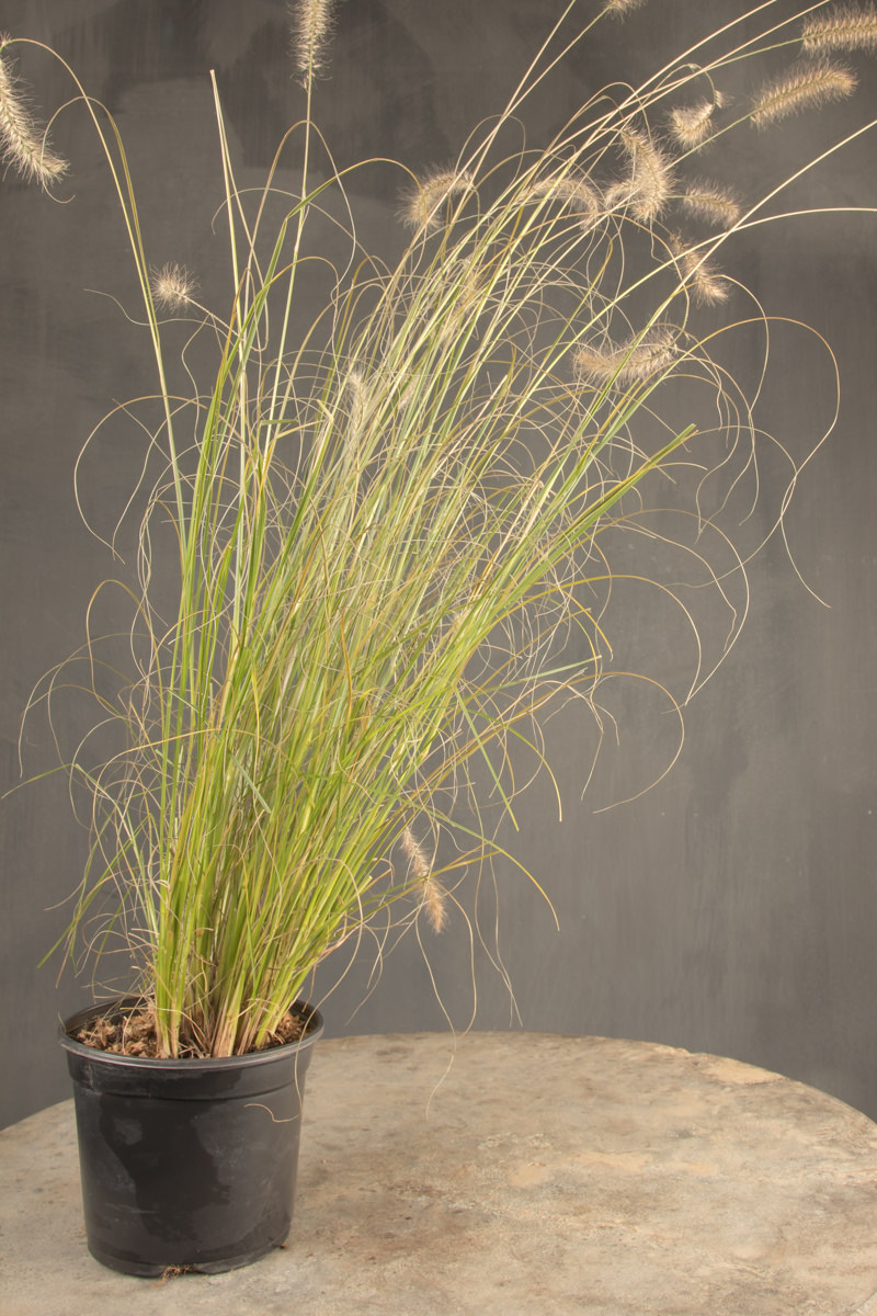 Niedriges Lampenputzergras 'Hameln' • Pennisetum alopecuroides 'Hameln' Containerware Ansicht 2