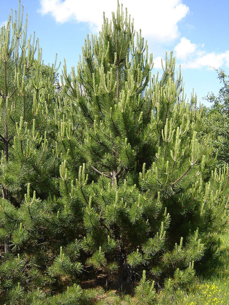 Österreichische Schwarzkiefer • Pinus nigra ssp.nigra