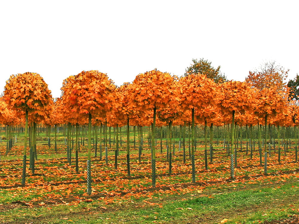 Kugelahorn 'Globosum' • Acer platanoides 'Globosum' Containerware Kugelbaum Stammumfang 10-12 cm Ansicht 5