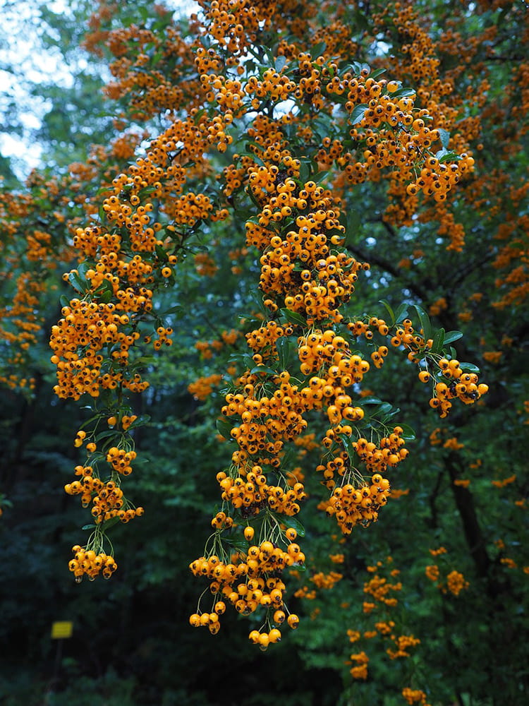 Feuerdorn 'Orange Charmer' • Pyracantha coccinea 'Orange Charmer' Ansicht 3