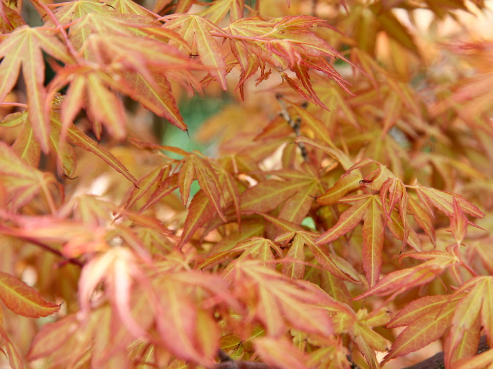 Fächerahorn 'Katsura' • Acer palmatum 'Katsura' 40-60 cm hoch, Containerware Ansicht 1