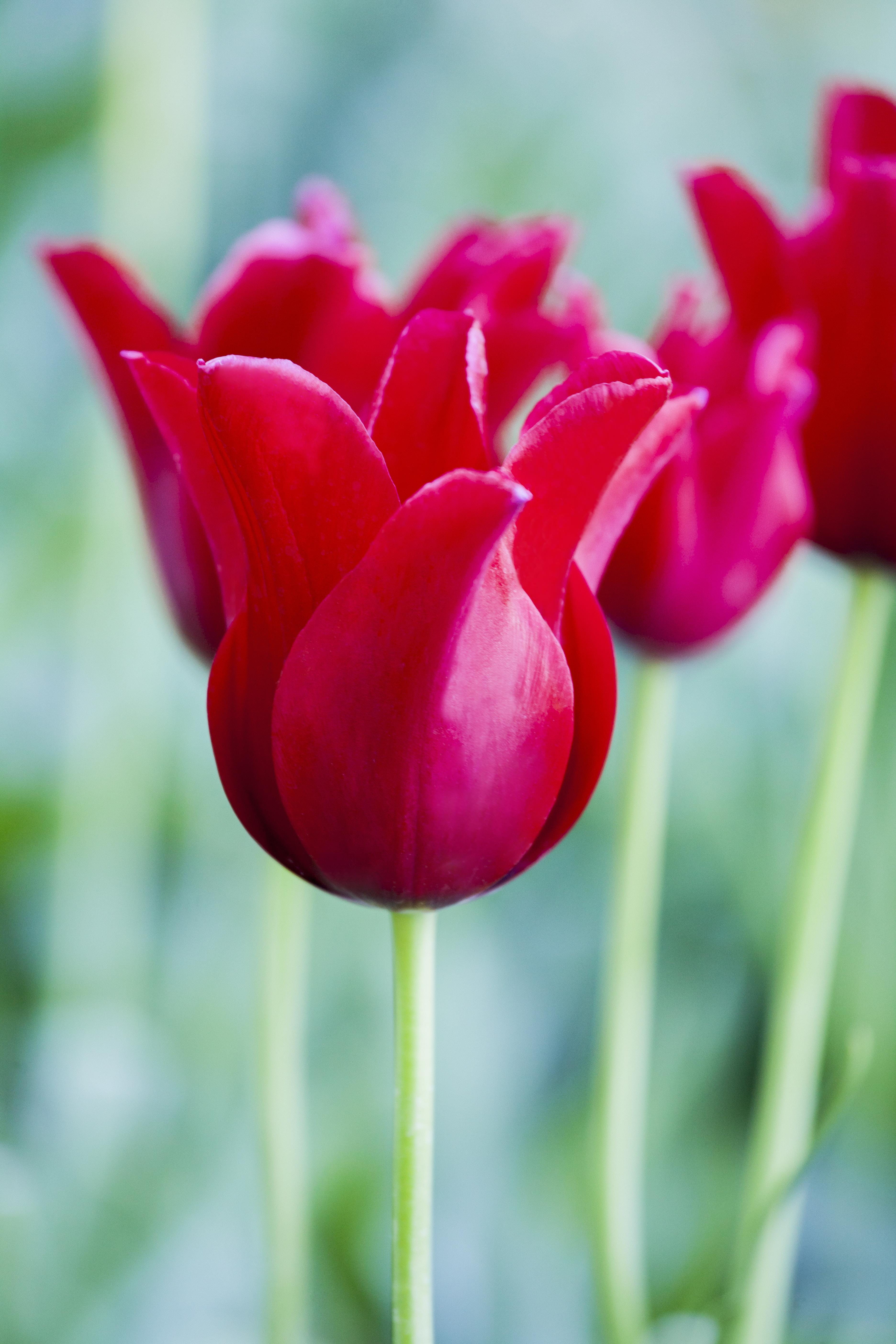 Blumenzwiebel - Tulipa greigii 'Rotkäppchen' / 'Red Riding Hood' 10er Packung