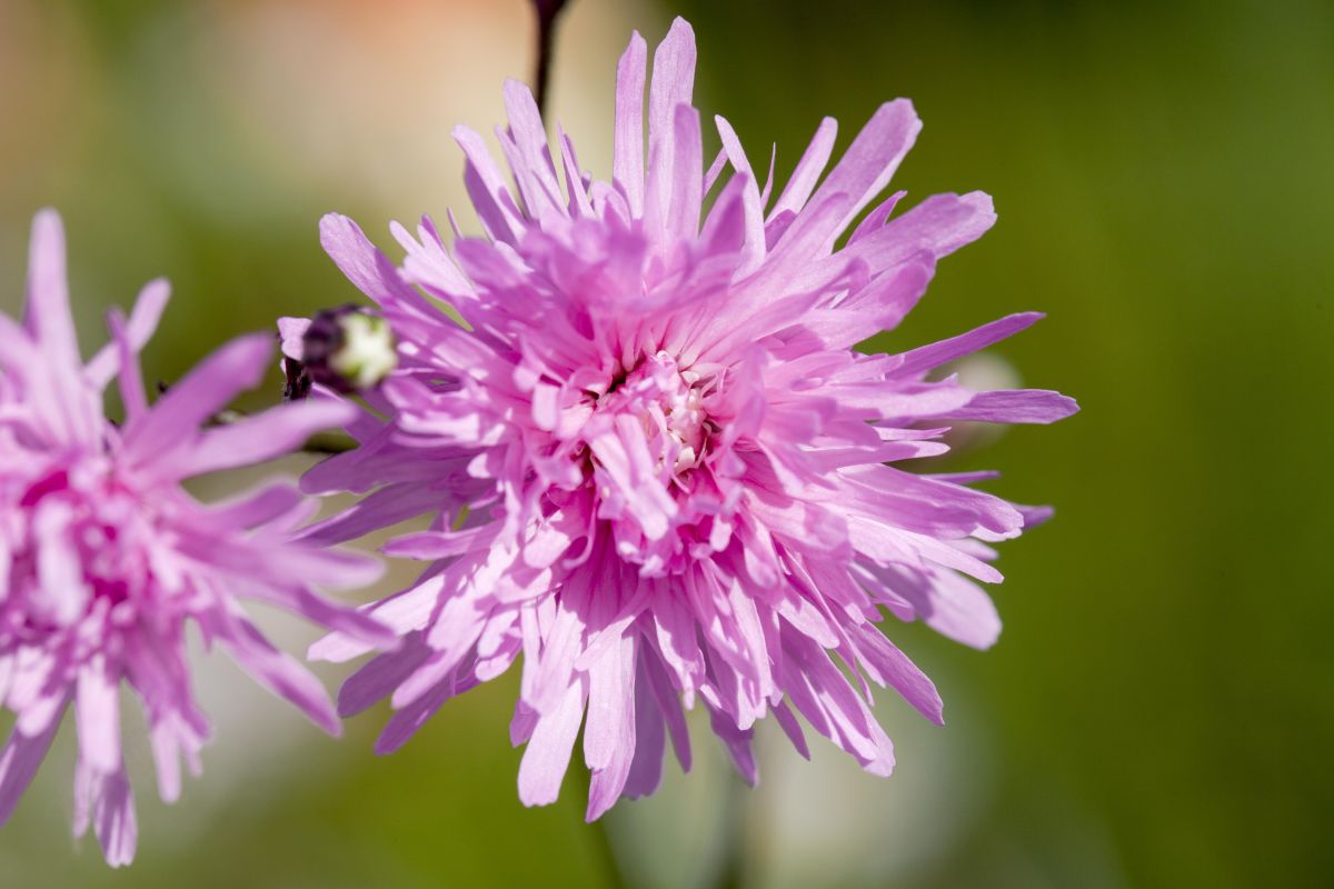 Kuckucks-Lichtnelke • Lychnis flos-cuculi