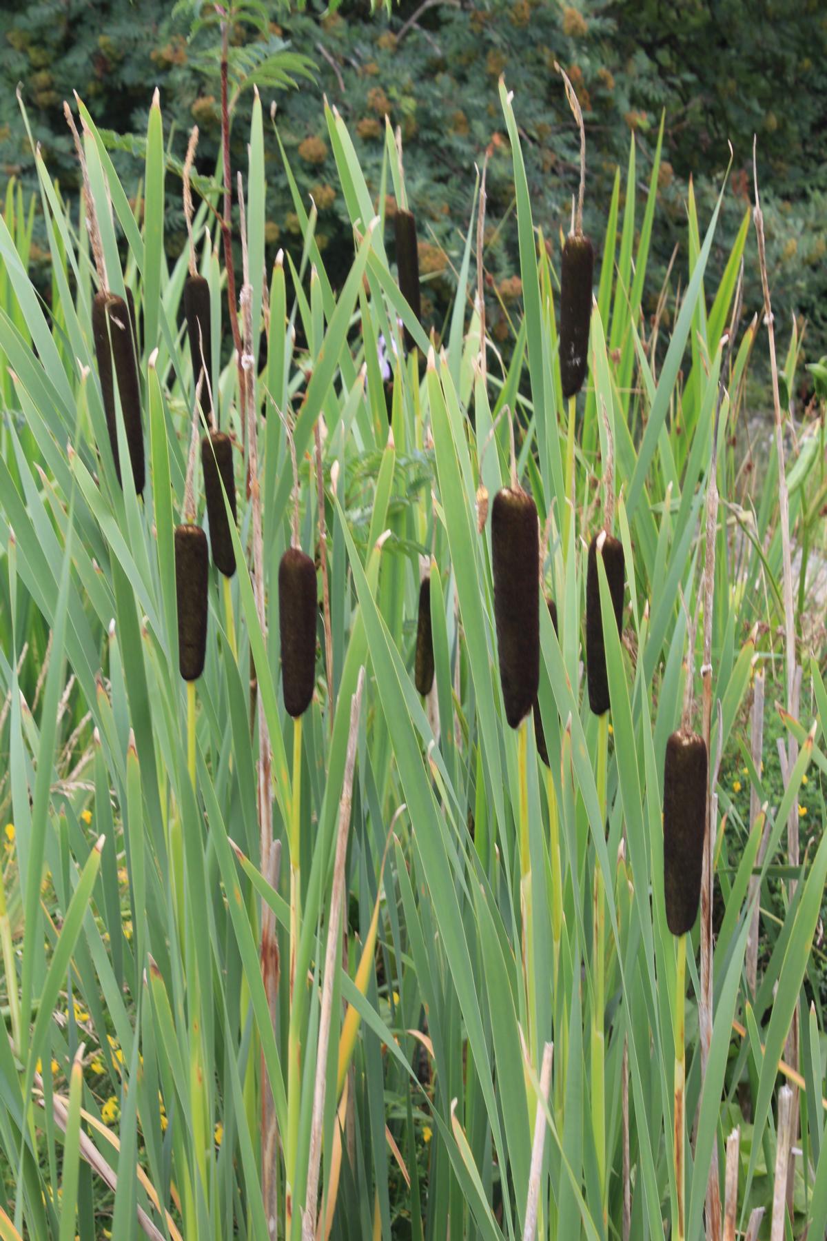 Breitblättriger Rohrkolben • Typha latifolia Ansicht 1