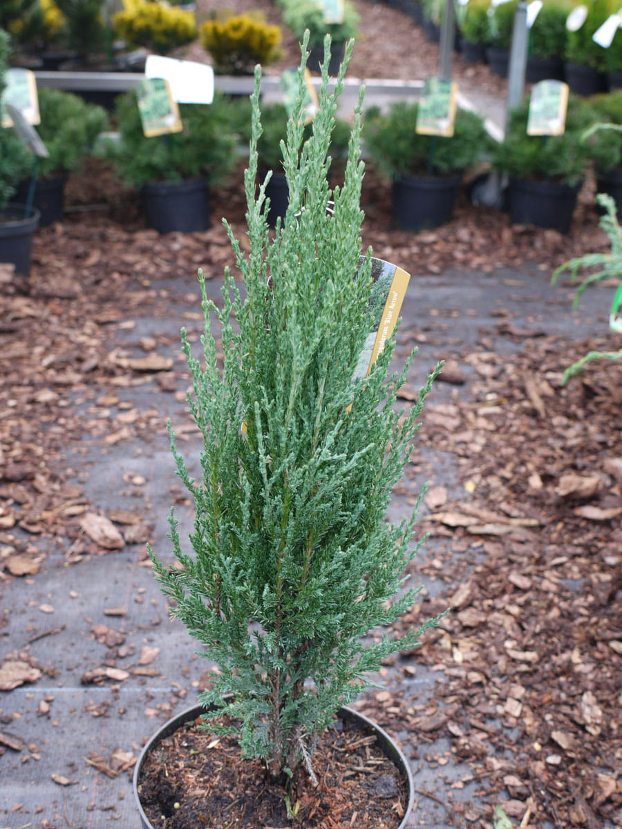 Raketenwachholder 'Blue Arrow' • Juniperus scopulorum 'Blue Arrow' Containerware 30-40 cm hoch, Ansicht 1