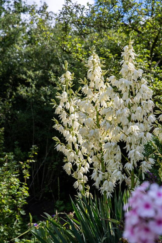 Palmlilie 'Elegantissima' • Yucca filamentosa 'Elegantissima' Ansicht 1