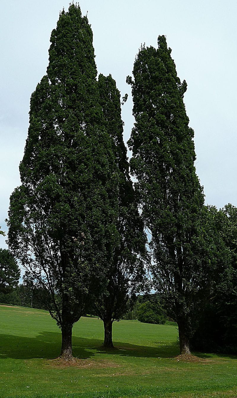 Eiche 'Fastigiata Koster' • Quercus robur 'Fastigiata Koster' Ansicht 7