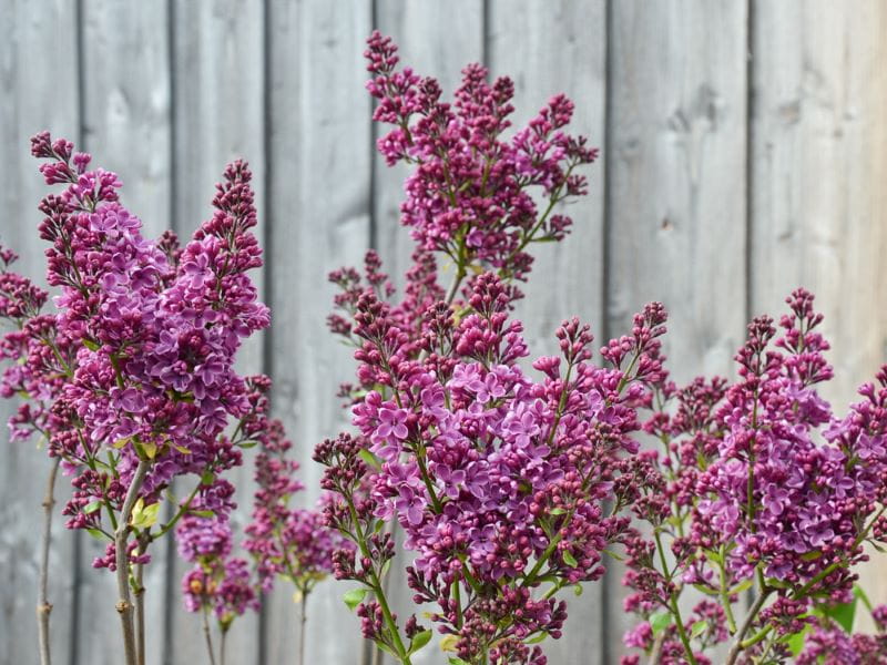 Edelflieder 'Andenken an Ludwig Späth' • Syringa vulgaris 'Andenken an Ludwig Späth'