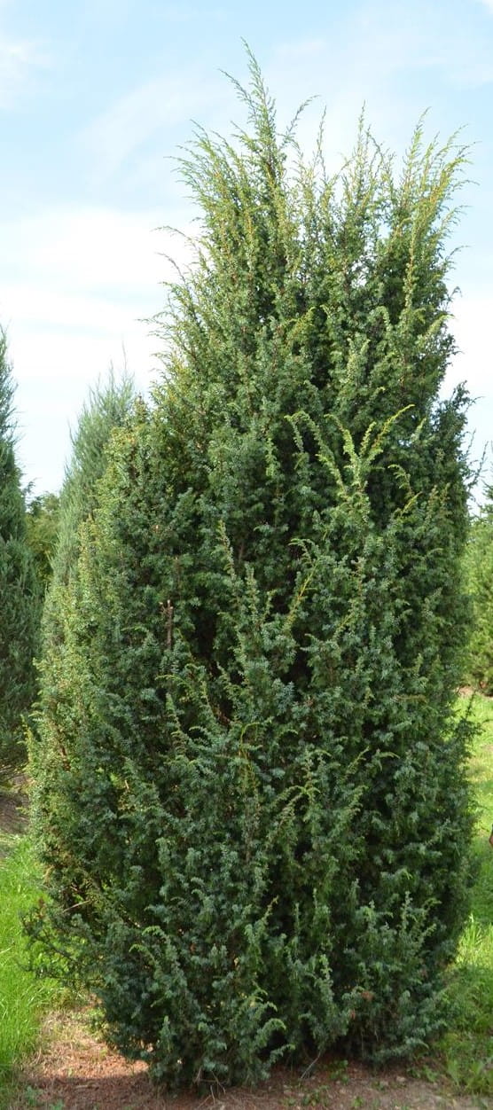 Heidewacholder 'Meyer' • Juniperus communis 'Meyer' Ansicht 1