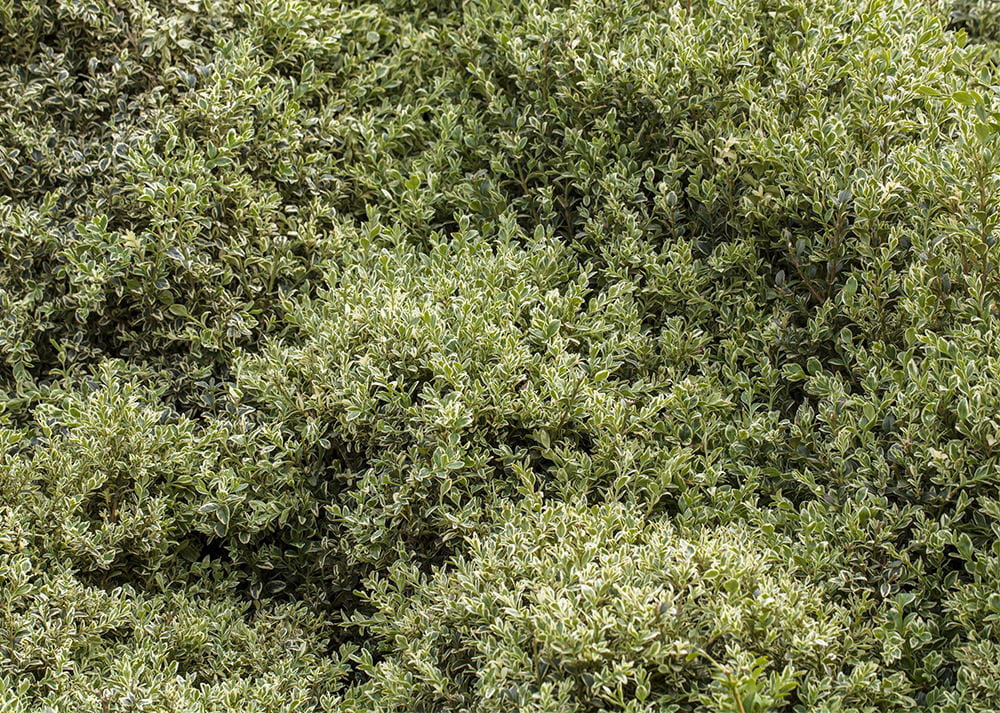 Buchsbaum 'Elegantissima' • Buxus sempervirens 'Elegantissima' Ansicht 2