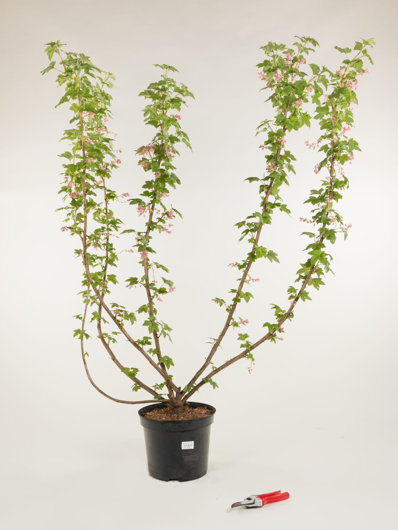 Zierjohannisbeere 'Pulborough Scarlet' • Ribes sanguineum 'Pulborough Scarlet'