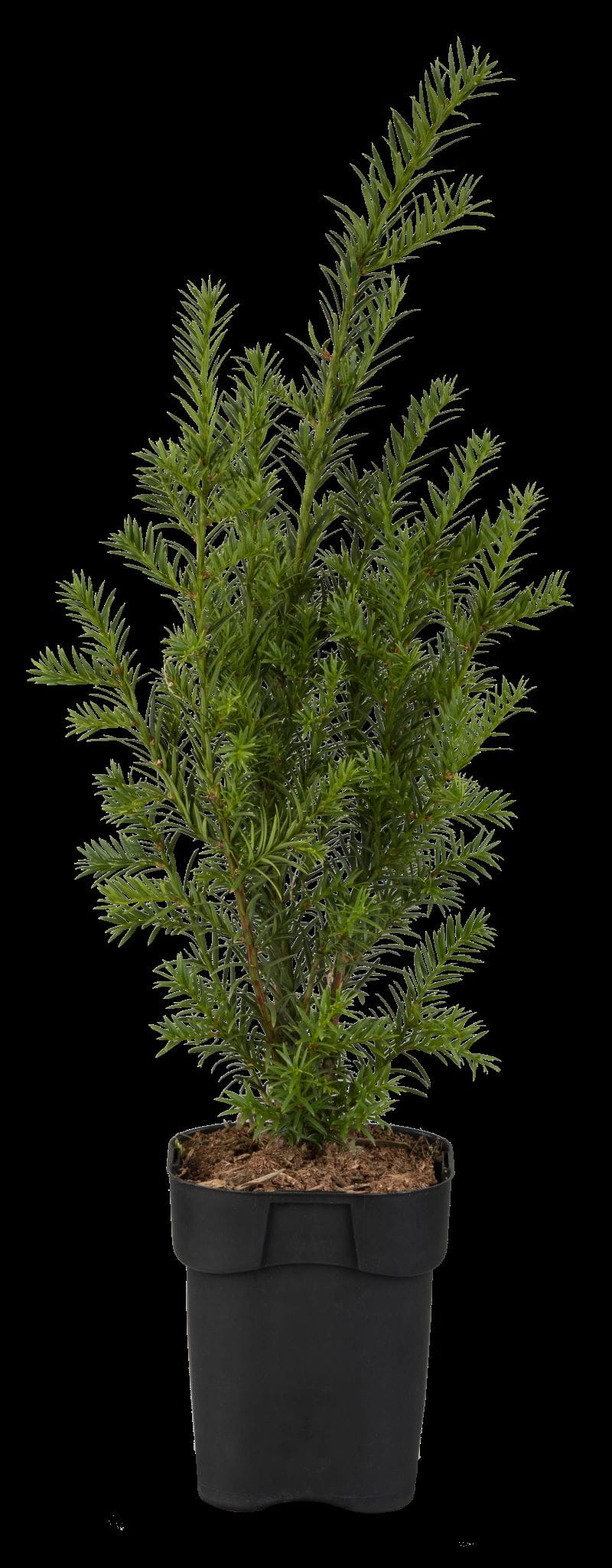 Eibe • Taxus baccata