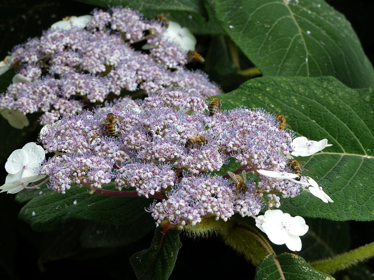 Samthortensie 'Macrophylla' • Hydrangea aspera 'Macrophylla' Containerware 60-80 cm hoch, Solitärpflanze Ansicht 8