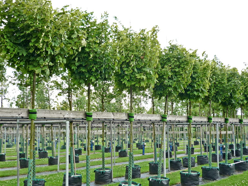 Kugelahorn 'Globosum' • Acer platanoides 'Globosum' Containerware Kugelbaum Stammumfang 10-12 cm Ansicht 4