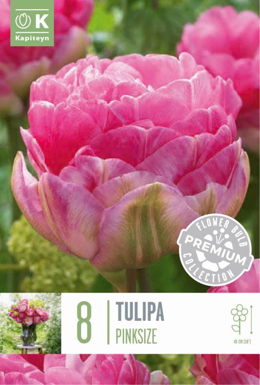 Blumenzwiebel -  Tulipa 'Pinksize' 8er Packung 