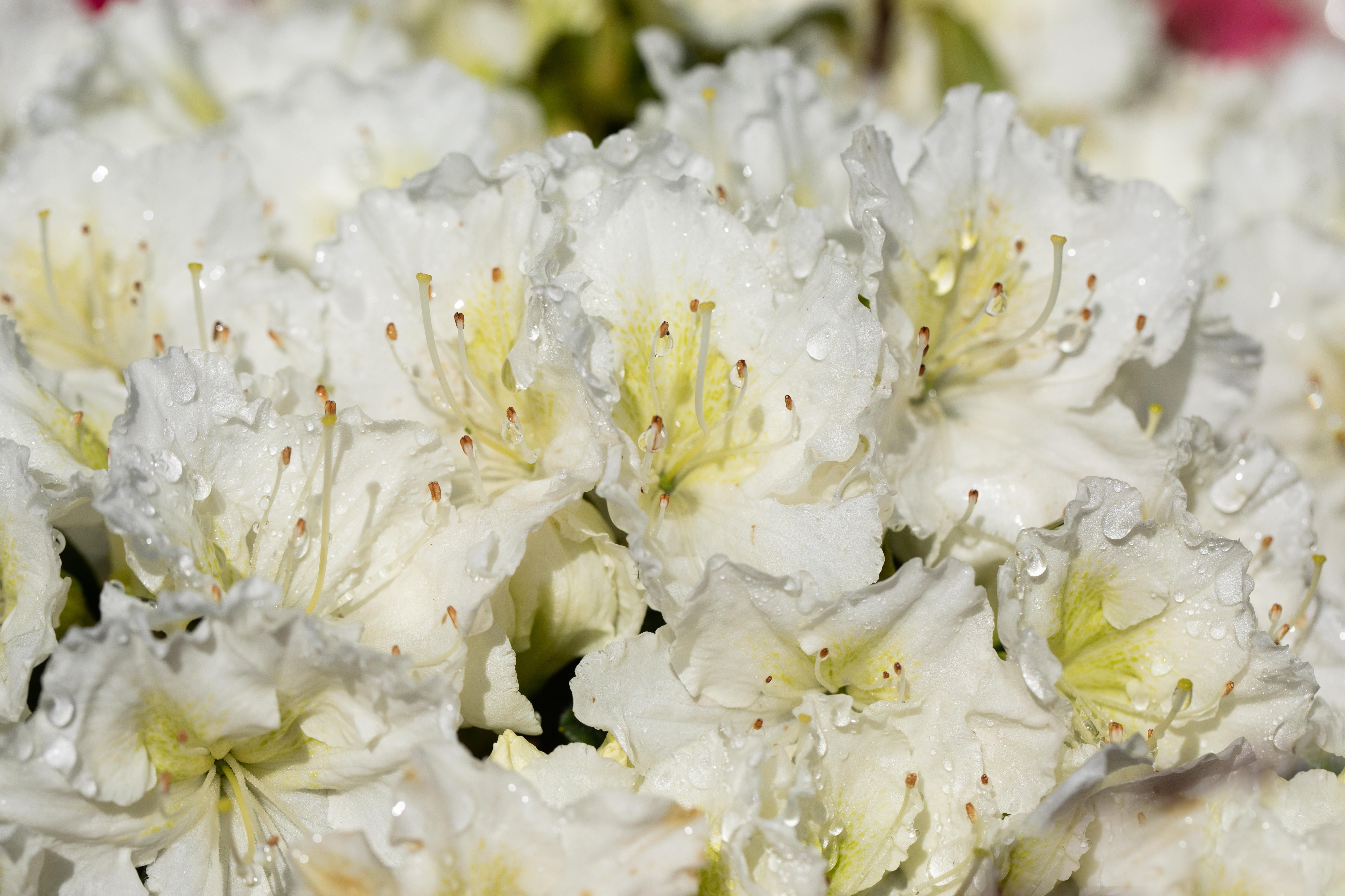 Japanische Azalee 'Maischnee' • Rhododendron obtusum 'Maischnee' Ansicht 3