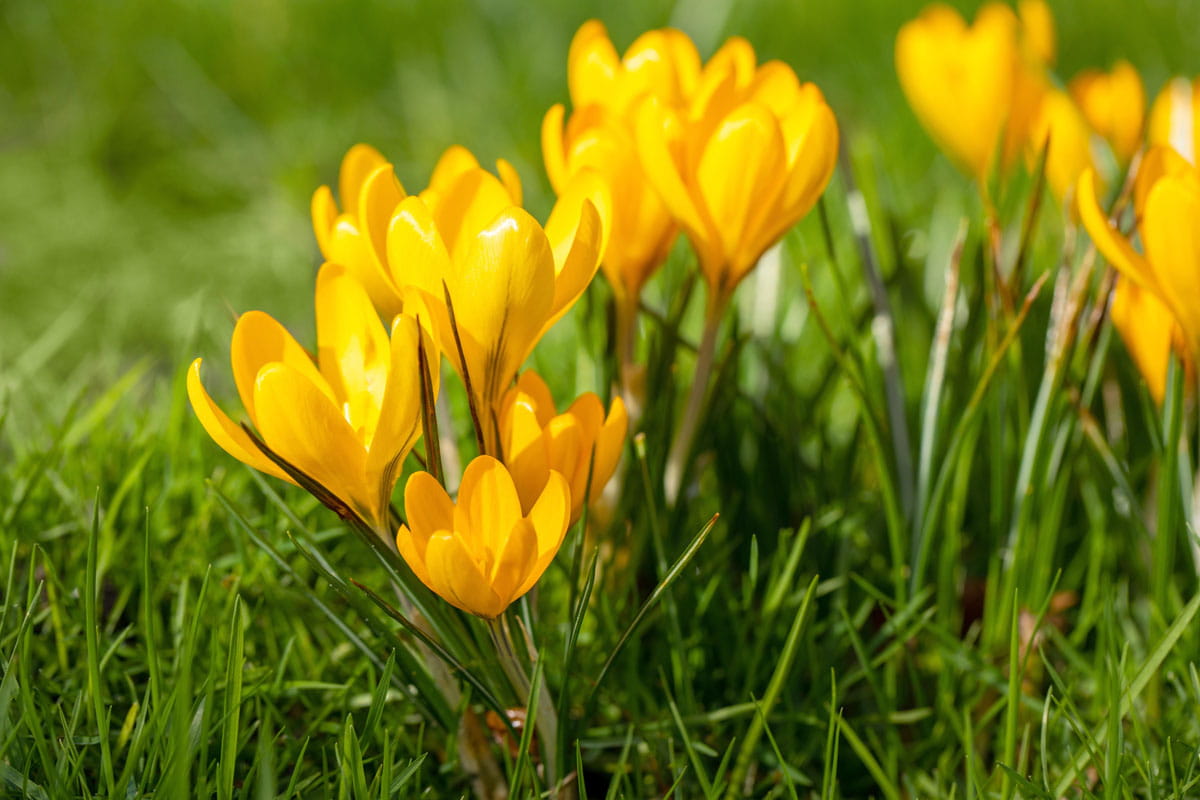 Blumenzwiebel - Crocus vernus 'Yellow Mammouth' 10er Packung