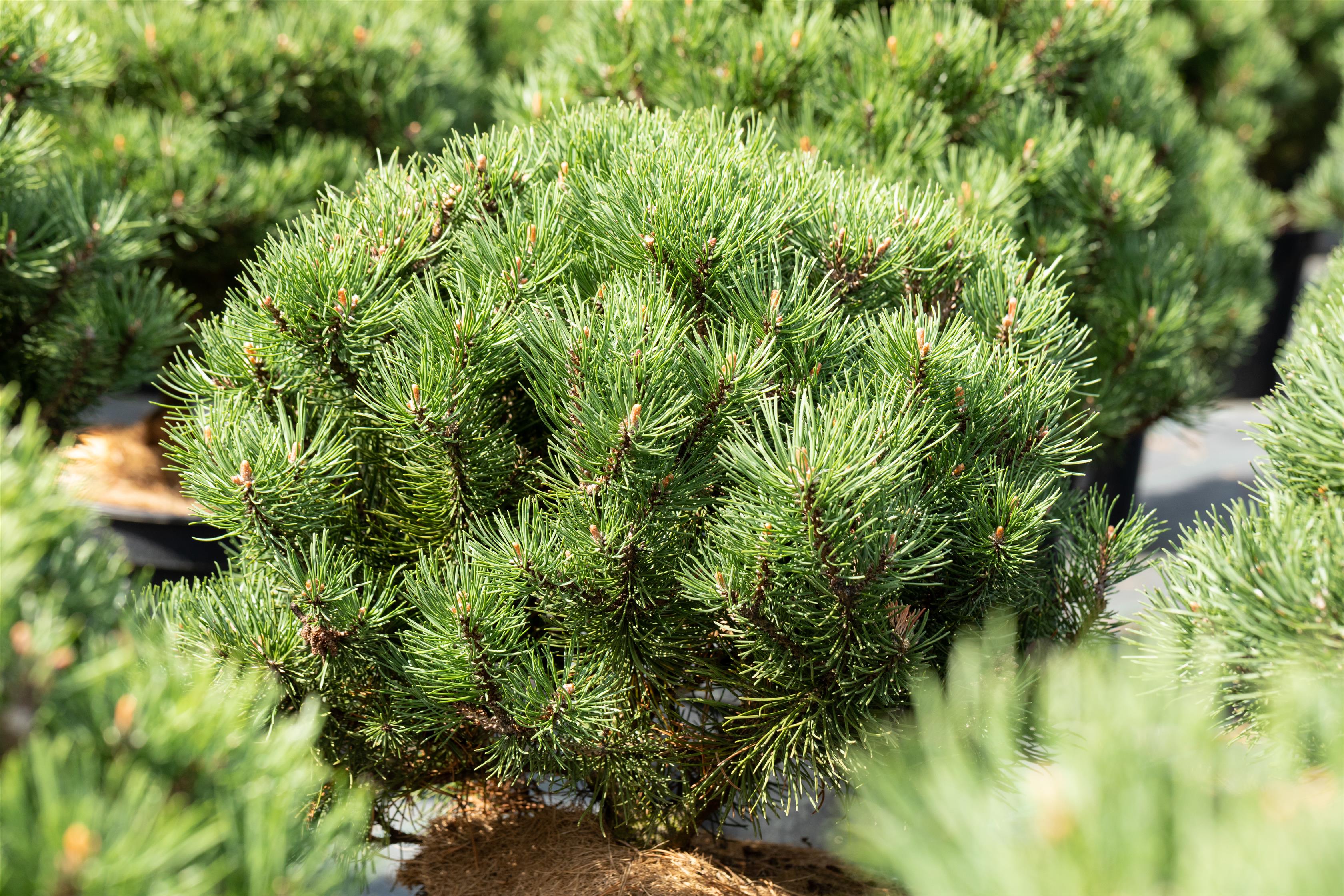 Berg-Kiefer 'Laurin' • Pinus mugo 'Laurin' Ansicht 1