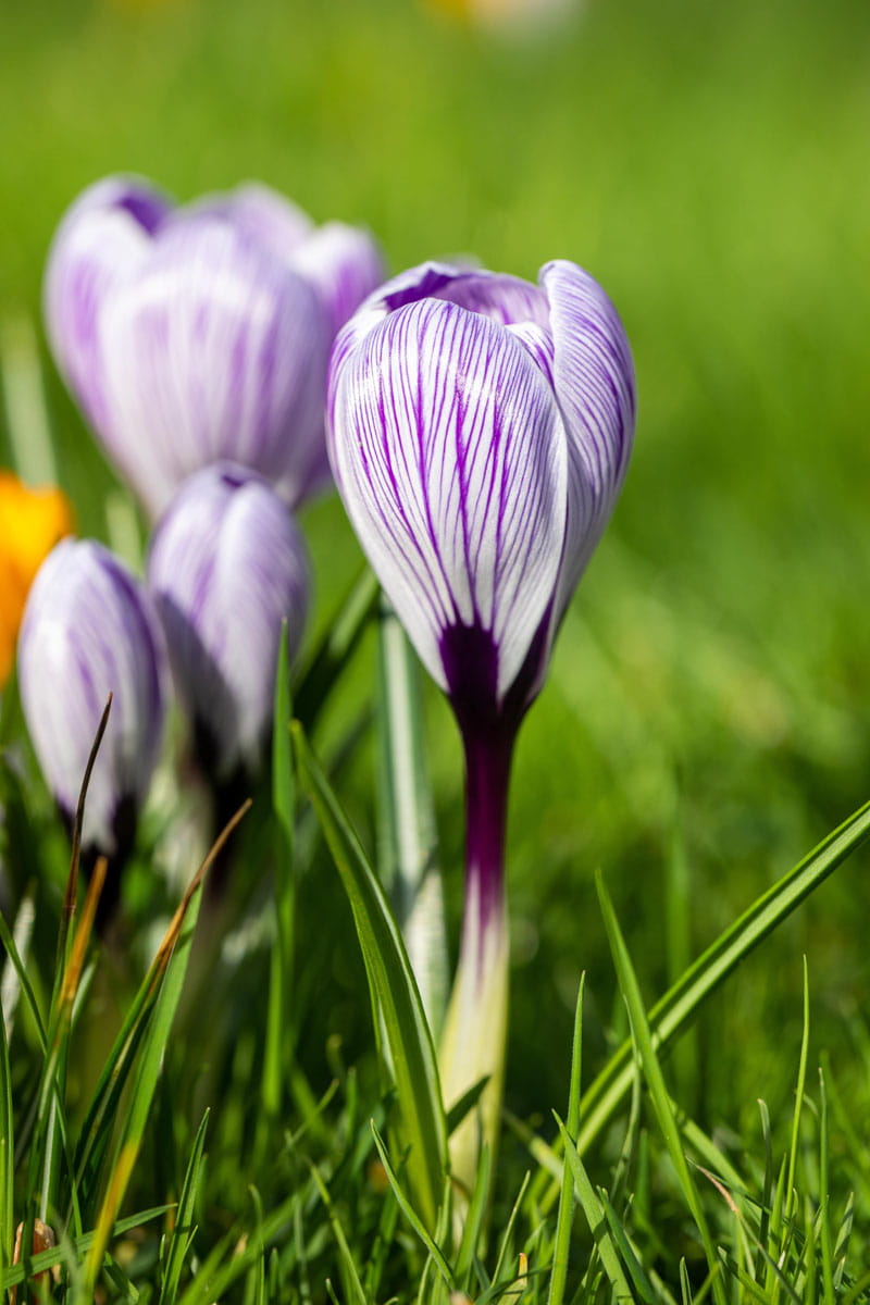 Blumenzwiebel - Crocus vernus 'Pickwick' 10er Packung