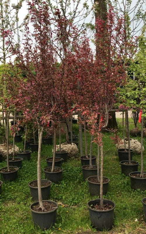 Zierapfel 'Dark Rosaleen' • Malus-Hybride 'Dark Rosaleen' Containerware Stämmchen, Stammhöhe 80 cm Ansicht 2