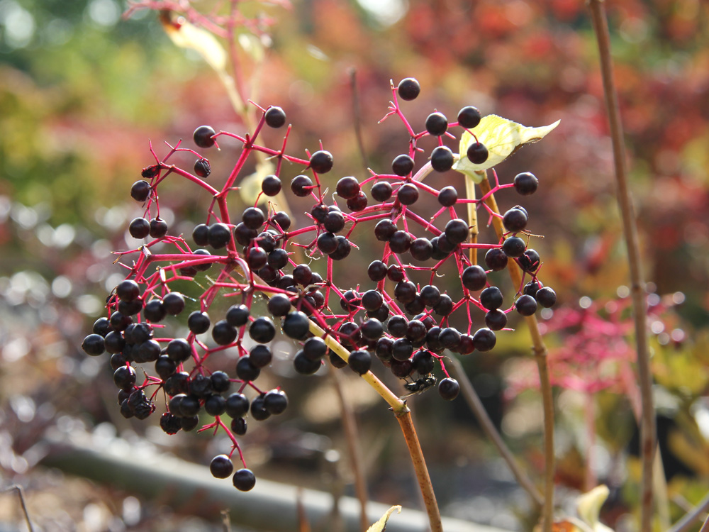 Schwarzer Holunder / Fliederbeere • Sambucus nigra