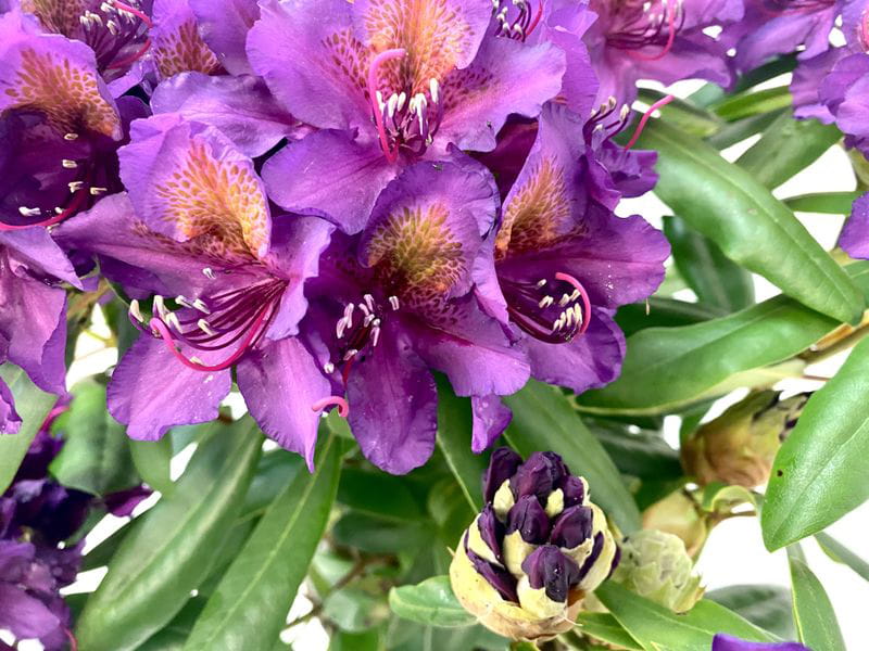Rhododendron 'Catawbiense Grandiflorum' • Rhododendron Hybride 'Catawbiense Grandiflorum' Ansicht 3