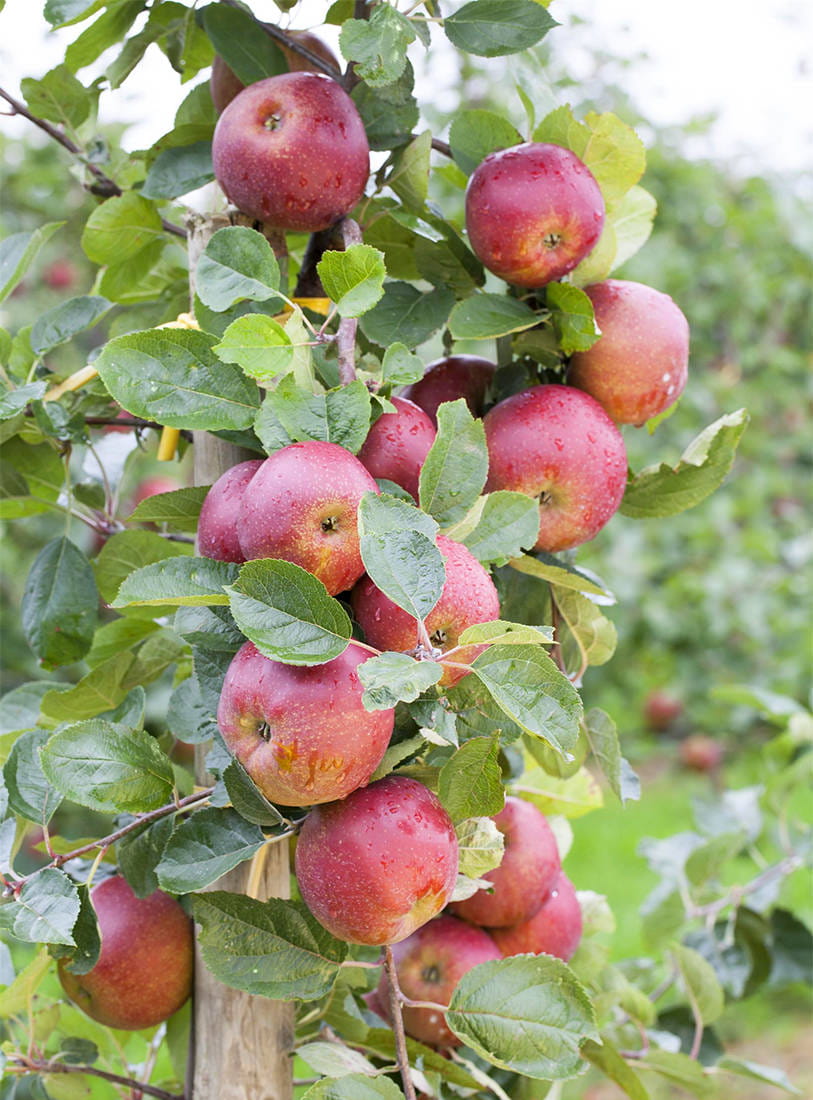 Apfel 'Boskoop' • Malus 'Boskoop'