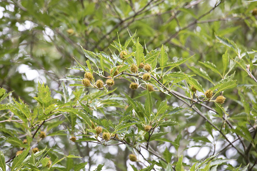 Farnblättrige Rotbuche 'Asplenifolia' • Fagus sylvatica 'Asplenifolia'
