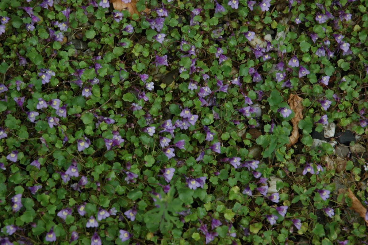 Mauer-Zimbelkraut • Cymbalaria muralis