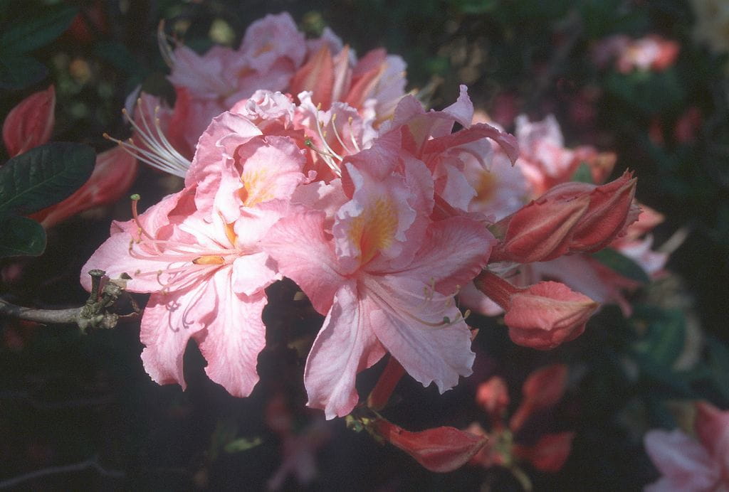Sommergrüne Azalee 'Raimunde' • Rhododendron luteum 'Raimunde'