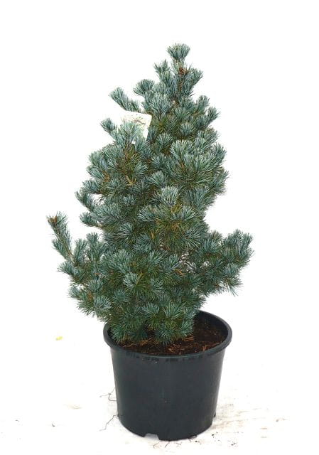 Blaue Mädchenkiefer 'Negishi' • Pinus parviflora 'Negishi'
