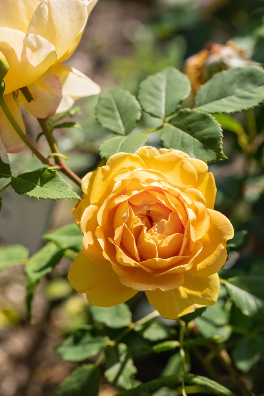 Englische Rose 'Golden Celebration' • Rosa 'Golden Celebration' Ansicht 1