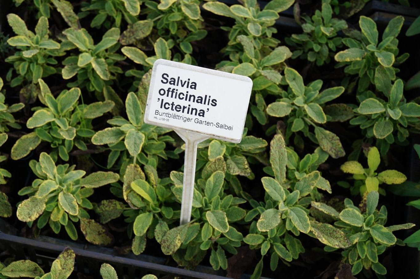 Buntblättriger Salbei 'Icterina' • Salvia officinalis 'Icterina' Ansicht 2