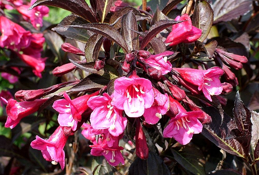 Rosa Weigelie 'Alexandra' • Weigela florida 'Alexandra' Ansicht 4