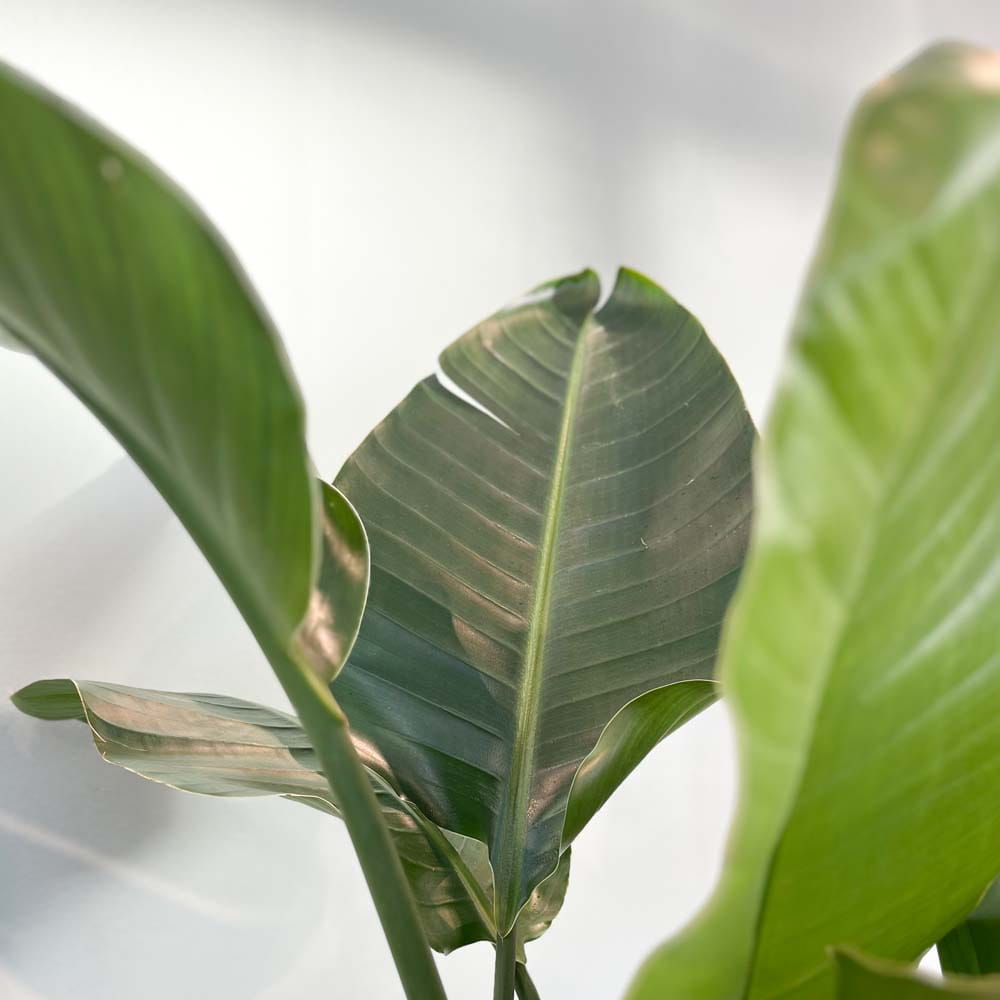 Baum-Strelitzie • Strelitzia nicolai Topfdurchmesser 24 cm, 120 cm hoch Topfware Ansicht 3