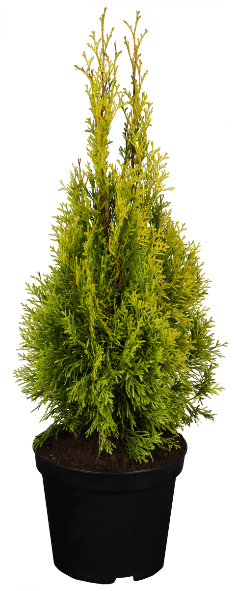 Lebensbaum 'Golden Smaragd' • Thuja occidentalis 'Golden Smaragd'