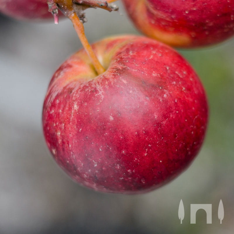Apfel 'Purpurroter Cousinot' • Malus 'Purpurroter Cousinot' Ansicht 2