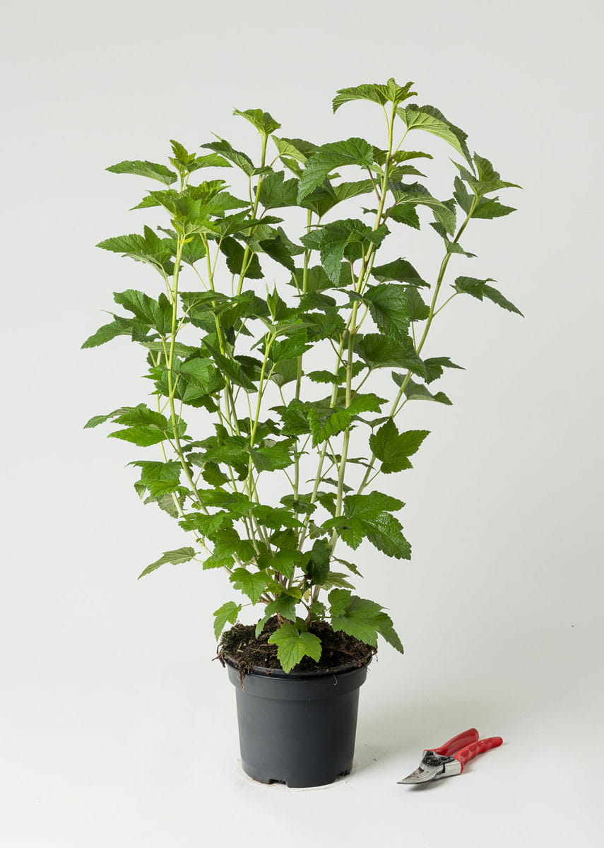 Schwarze Johannisbeere 'Titania' • Ribes nigrum 'Titania' Containerware 40-60 cm hoch, Ansicht 1