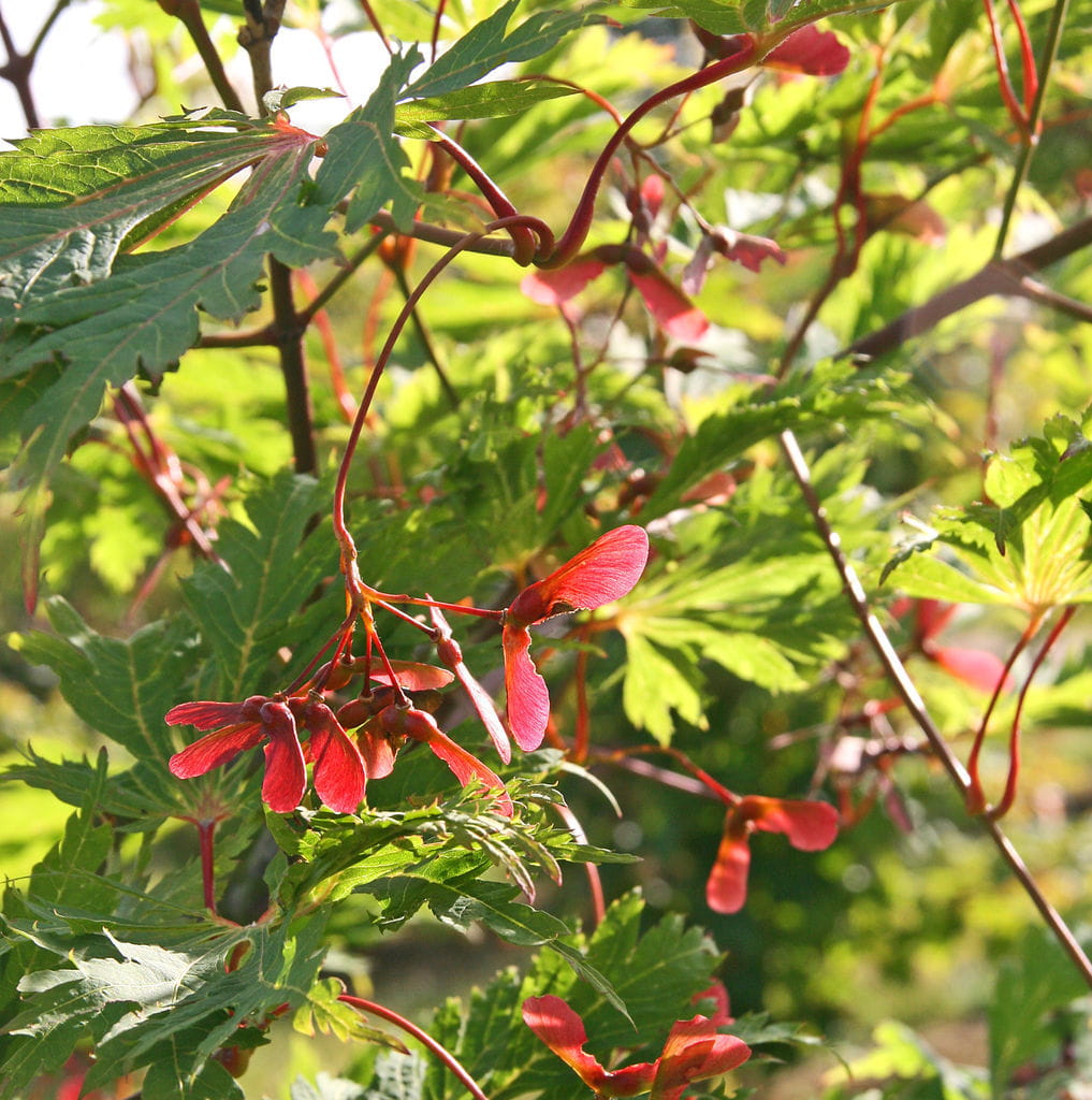 Japanischer Feuerahorn 'Aconitifolium' • Acer japonicum 'Aconitifolium' Ansicht 6