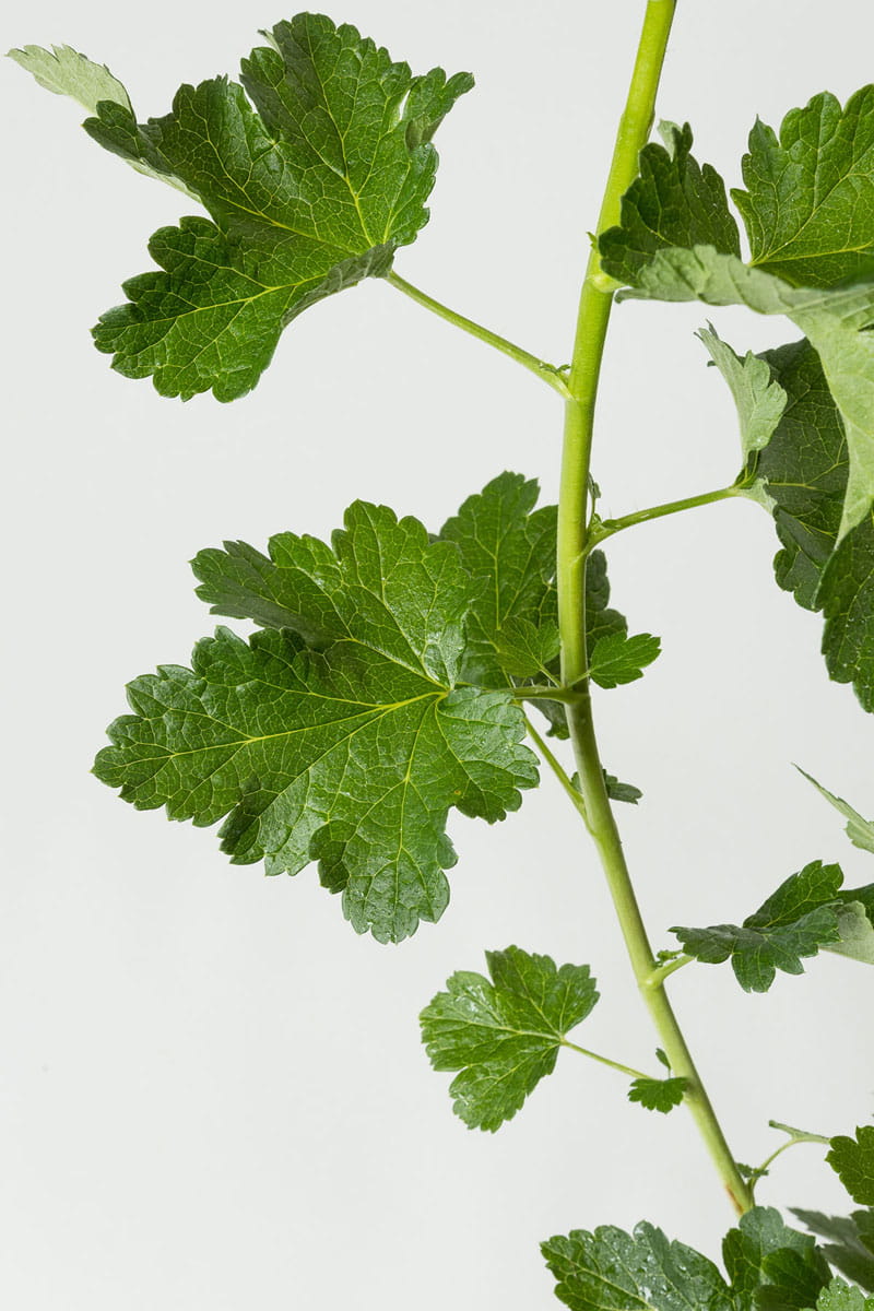 Jostabeere • Ribes x nidigrolaria 'Jostabeere' Ansicht 4