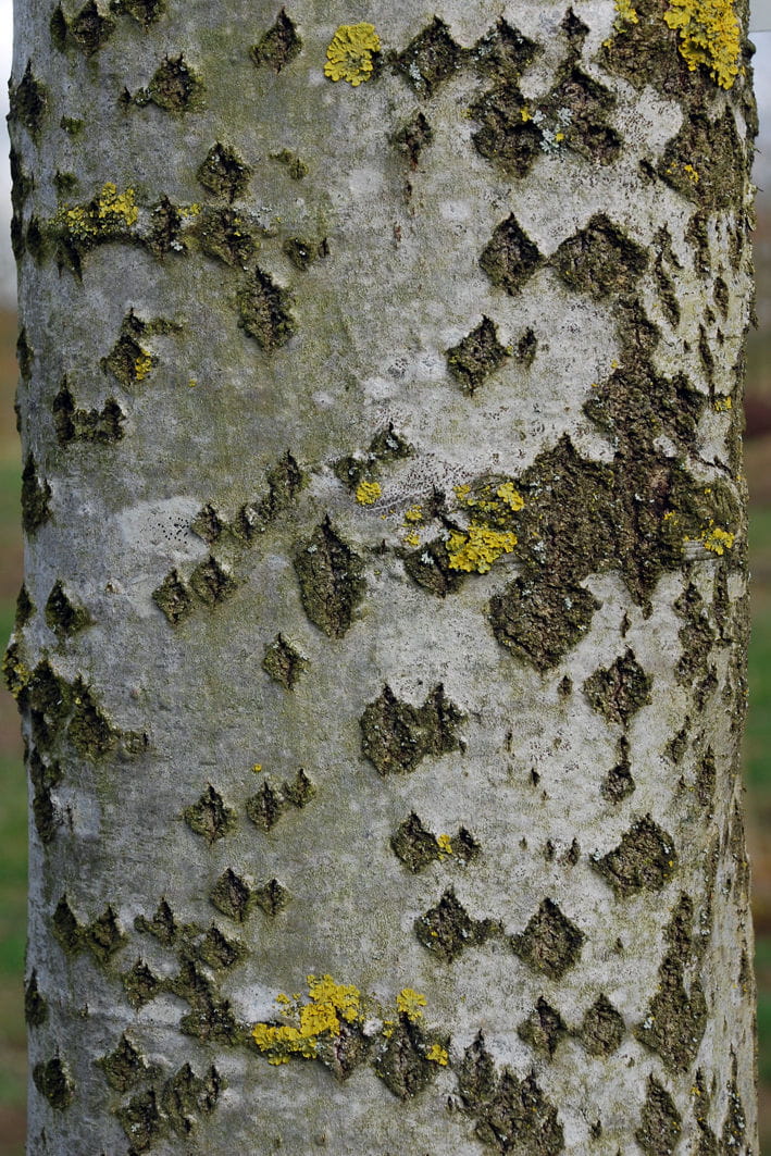 Silberpappel 'Nivea' • Populus alba 'Nivea' Containerware 100-125 cm hoch, Ansicht 4