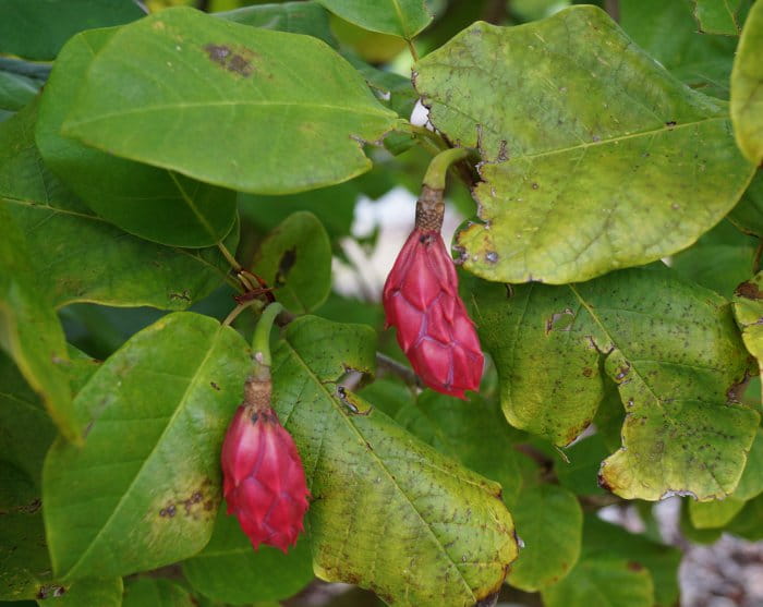 Blütensträucher und Ziergehölze - Sommermagnolie • Magnolia sieboldii