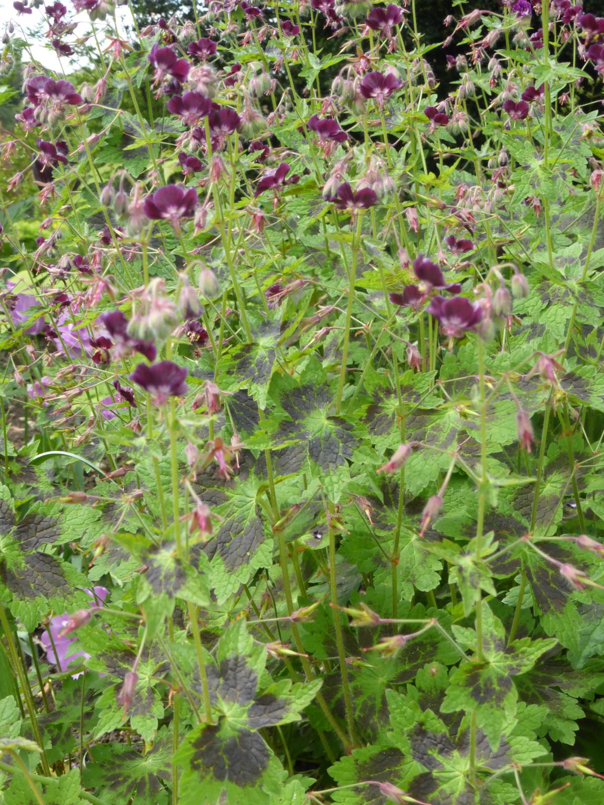 Brauner Storchschnabel 'Samobor'® • Geranium phaeum 'Samobor'®