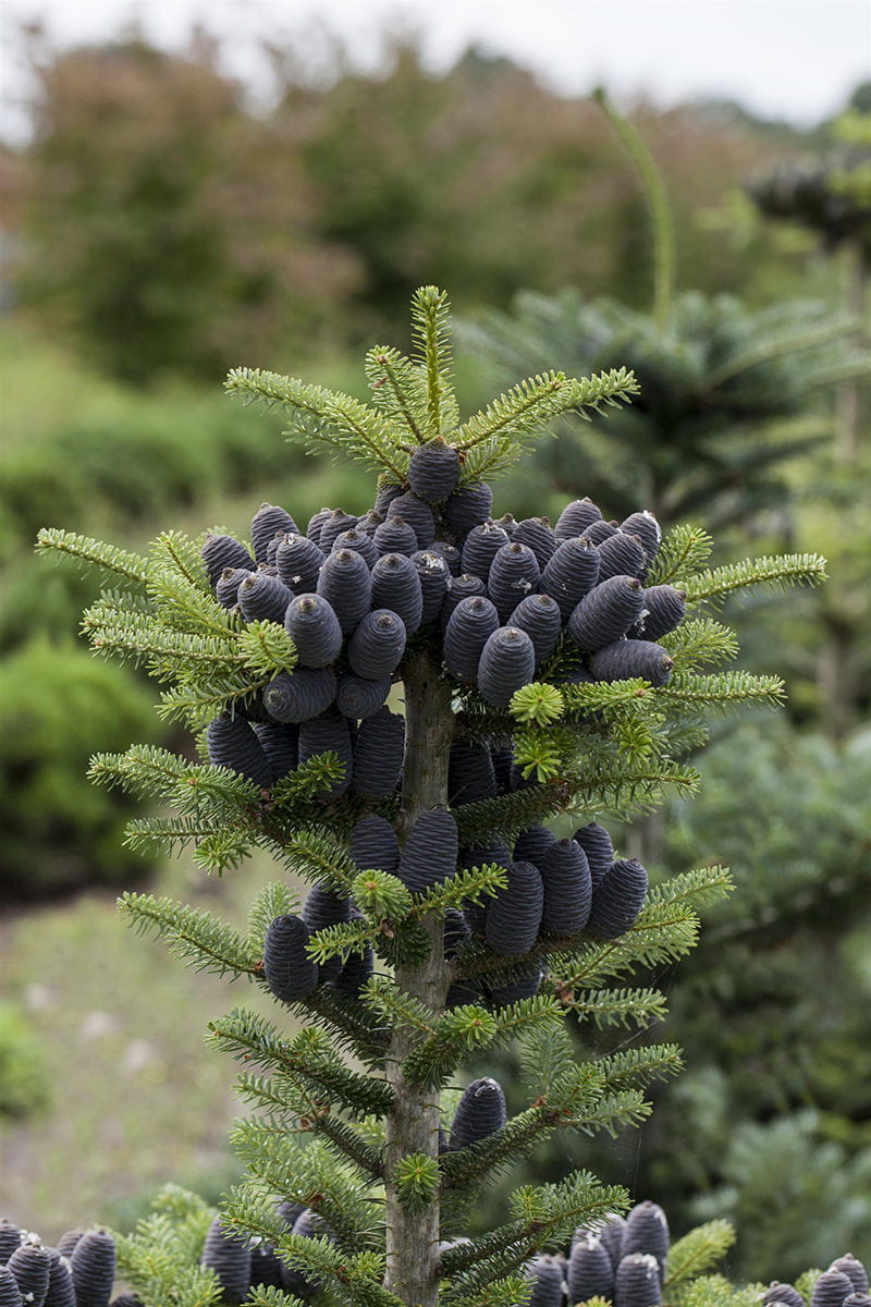 Kategorie <b>Nadelbäume u. Koniferen </b> - Koreatanne, Sämling • Abies koreana, Sämling