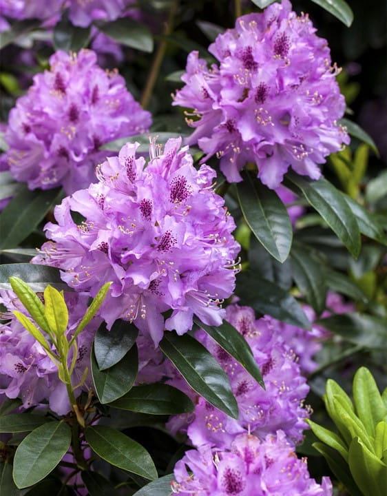 Großblumige Rhododendren