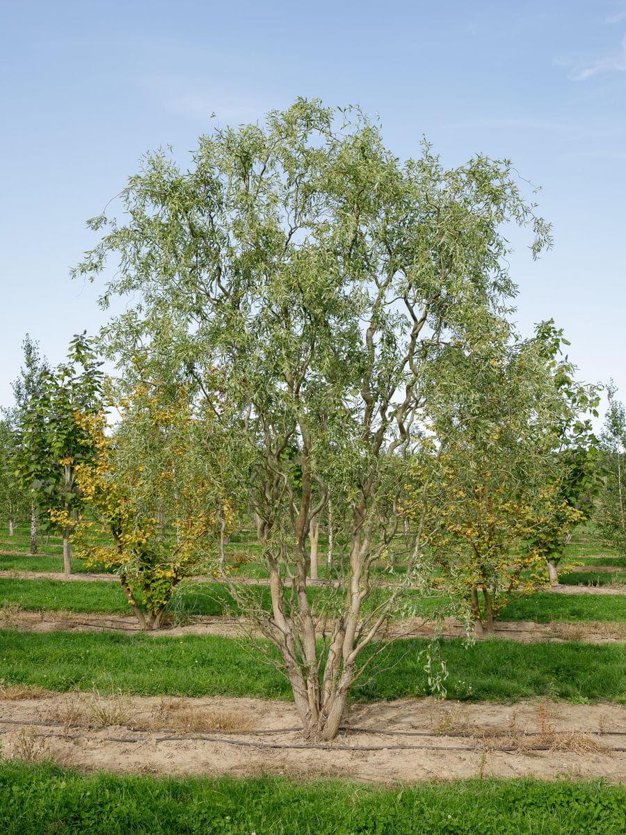 Korkenzieherweide • Salix matsudana 'Tortuosa' Ansicht 5