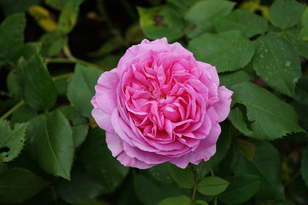 Historische Rose 'Louise Odier' • Rosa 'Louise Odier'