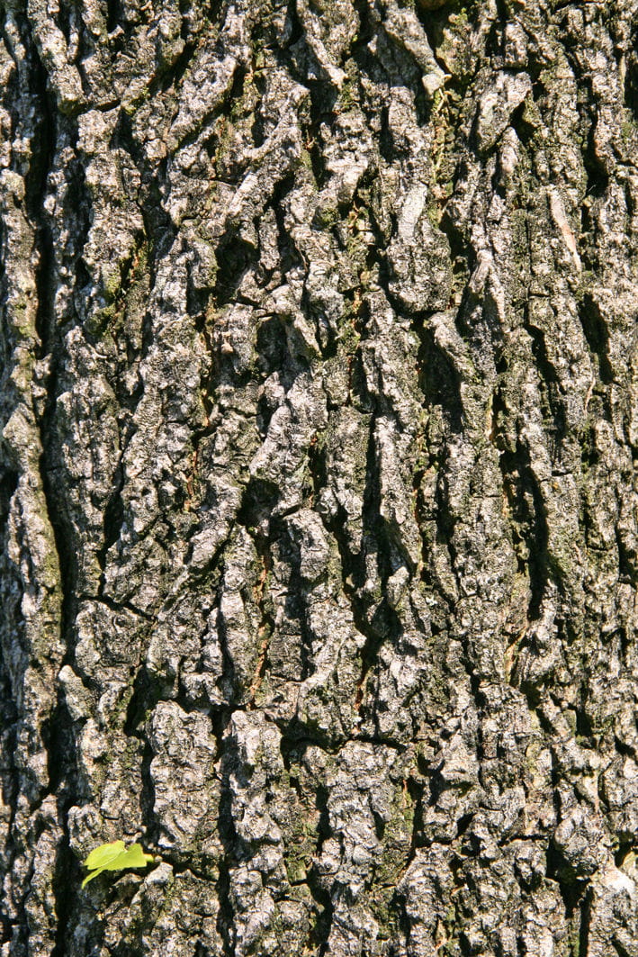 Amerikanischer Amberbaum • Liquidambar styraciflua Ansicht 8